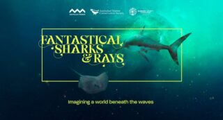 Fantastical Sharks and Rays Exhibiton by Innocean Australia and The Australian Marine Conservation Society