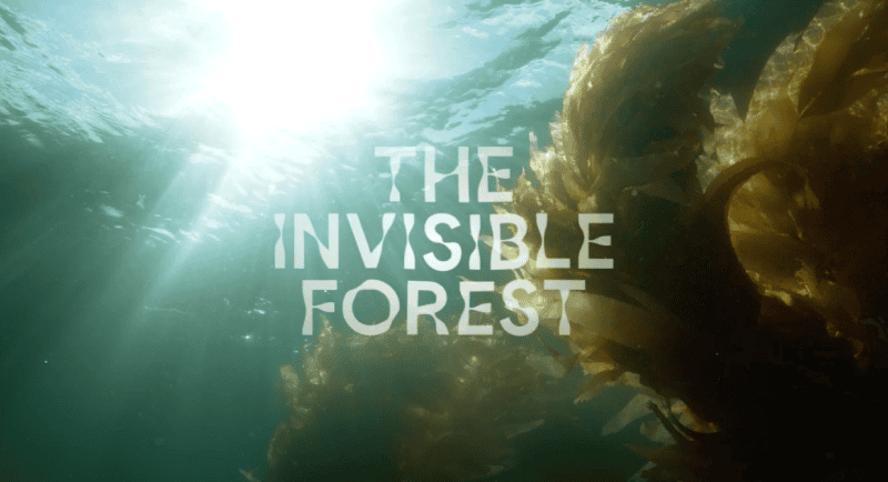 Emotive and Google AI partner to restore Tasmania's giant kelp forests